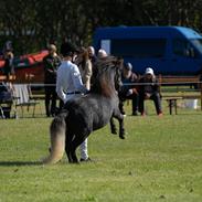 Shetlænder Thorshøj's kalk