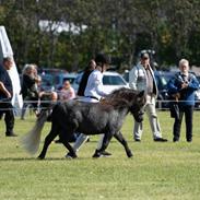 Shetlænder Thorshøj's kalk