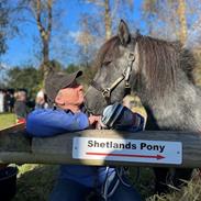 Shetlænder Thorshøj's kalk