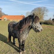 Shetlænder Thorshøj's kalk