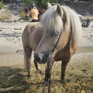 Islænder Taktur fra Sofienborg