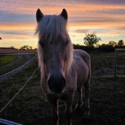 Islænder Taktur fra Sofienborg