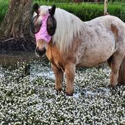 Islænder Taktur fra Sofienborg