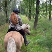 Islænder Taktur fra Sofienborg