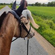 Anden særlig race Højlund's Cassandra (Cassie)