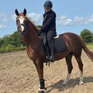 Anden særlig race Gabriella