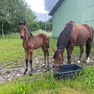 Dansk Varmblod Sølvgårdens Valera