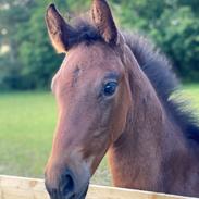 Dansk Varmblod Sølvgårdens Valera