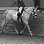 Oldenborg Brommehusets Olivia 