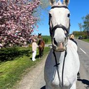 Oldenborg Brommehusets Olivia 