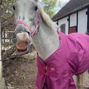 Oldenborg Brommehusets Olivia 