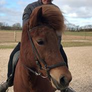 Islænder Sunna fra Ólafsvöllum