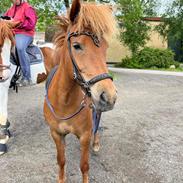 Islænder Sunna fra Ólafsvöllum