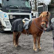 Islænder Sunna fra Ólafsvöllum