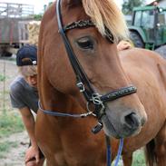 Islænder Sunna fra Ólafsvöllum