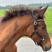Dansk Varmblod Sølvgårdens Valera