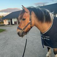 Anden særlig race Chi-Chi Lunde O’hara