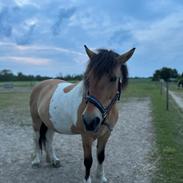 Anden særlig race Chi-Chi Lunde O’hara