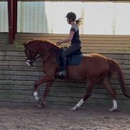 DSP Nørlunds Contino