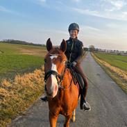 DSP Nørlunds Contino