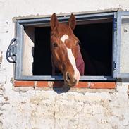 DSP Nørlunds Contino