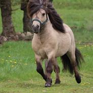 Shetlænder Winthers Logan SH 804
