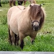 Shetlænder Winthers Logan SH 804