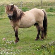 Shetlænder Winthers Logan SH 804