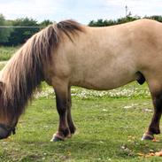 Shetlænder Winthers Logan SH 804