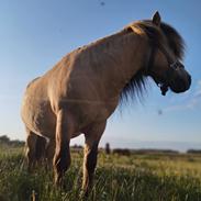 Shetlænder Winthers Logan SH 804