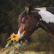 Anden særlig race Sir Louis of Gundelach