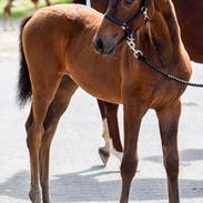 Dansk Varmblod Sølvgårdens Valera