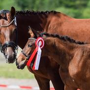 Dansk Varmblod Sølvgårdens Valera