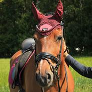 Dansk Varmblod Højgaardens valentina