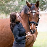 Dansk Varmblod Højgaardens valentina