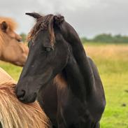 Barockpinto Malimos Dobby Downs