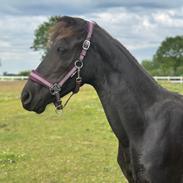 Barockpinto Malimos Dobby Downs