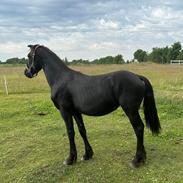 Barockpinto Malimos Dobby Downs