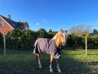 Welsh Pony af Cob-type (sec C) Harvest Nespresso