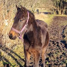 Dansk Varmblod Zweet Fantasy S