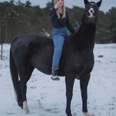 Anden særlig race Starlight