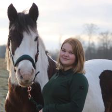 Irish Cob Apollo