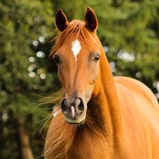 Arabisk fuldblod (OX) Shamiaah APN ( LEASET 2022-23) SOLGT