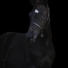 Trakehner Illifax by Witzel