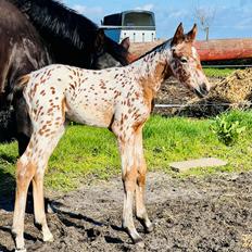 Knabstrupper Ingemanns Elba