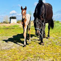 Knabstrupper Ingemanns Elba