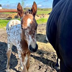 Knabstrupper Ingemanns Elba