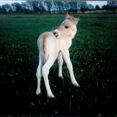 Anden særlig race Yellow