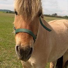 Anden særlig race Yellow