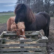 Islænder Fálki fra Ringeby